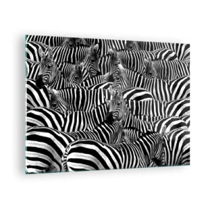 Billede på glas - En flok zebraer i monokrom - 70x50cm - Stribet gruppeportræt - Moderne vægdekoration til stue og soveværelse ARTTOR