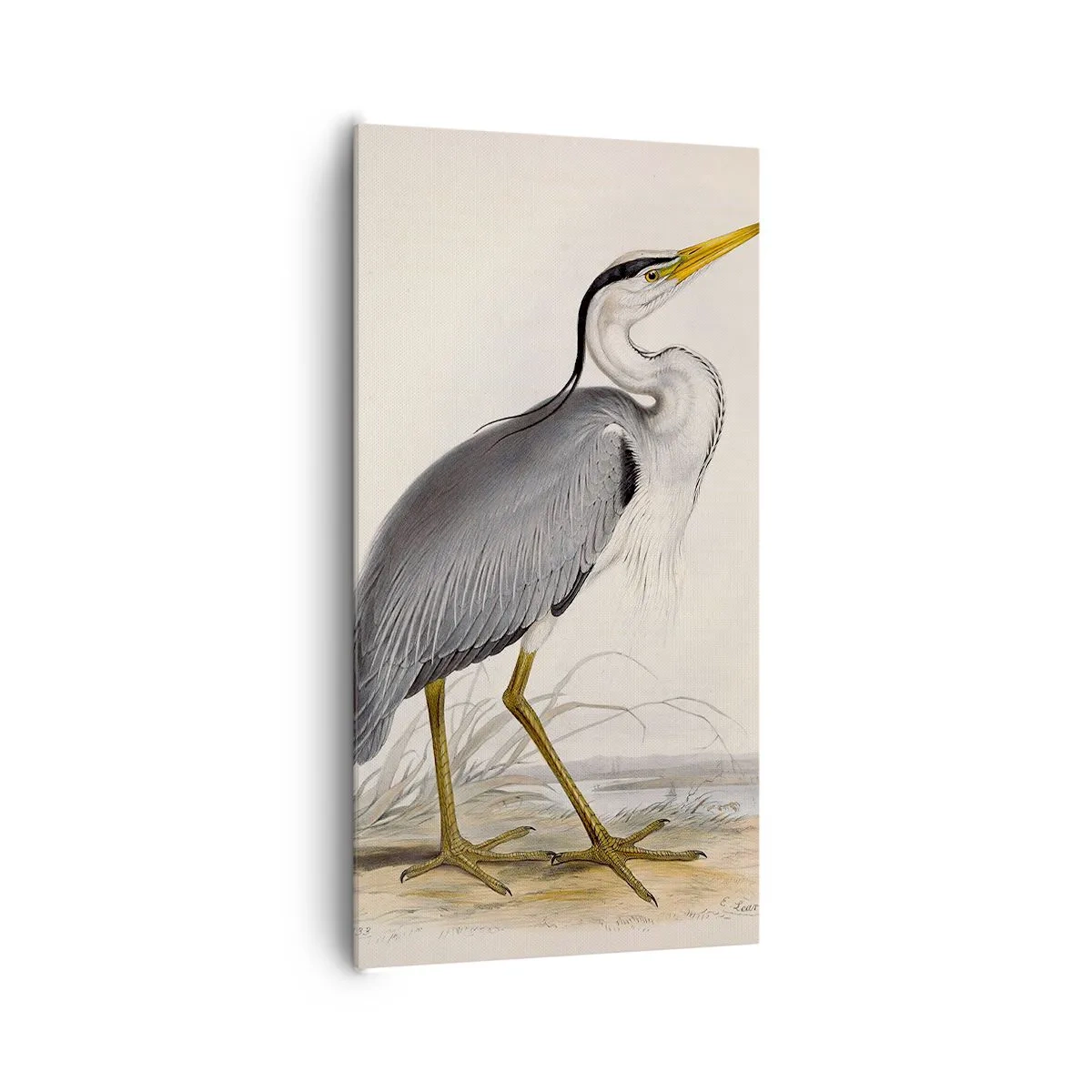 Lærredstryk - Billede på lærred - Fiskehejre-charme - 65x120 cm