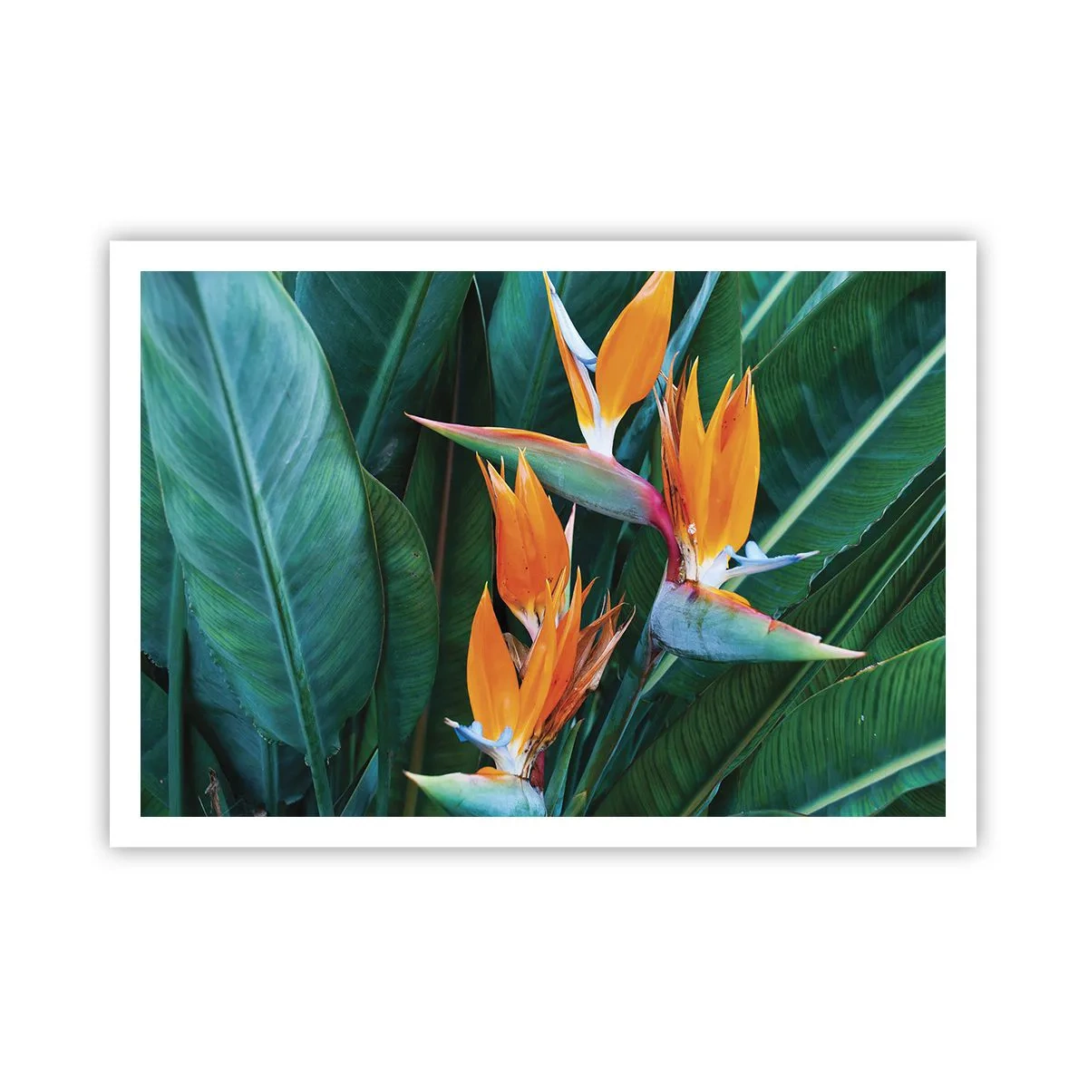 Plakat - Er det en blomst eller er det en fugl? - 100x70 cm