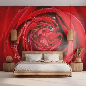 Fototapet Premium Sand - I dråber af dug - Blomster, Rød rose, Elsker - 100x70 cm