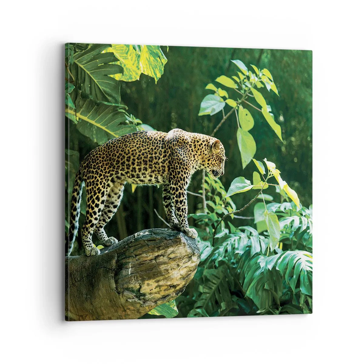 Lærredstryk - Billede på lærred - Til jagt? - 70x70 cm