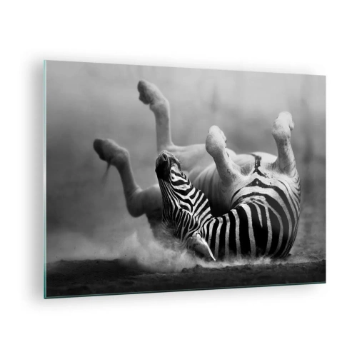 Billede på glas - En zebra ligger ned i den afrikanske savanne - 70x50cm - Ikke kun en hest ville grine - Moderne vægdekoration til stue og soveværelse ARTTOR