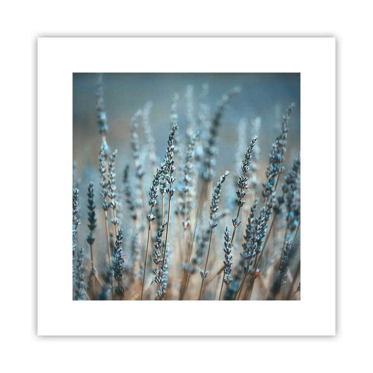 Plakat - Duftende plet - 30x30 cm