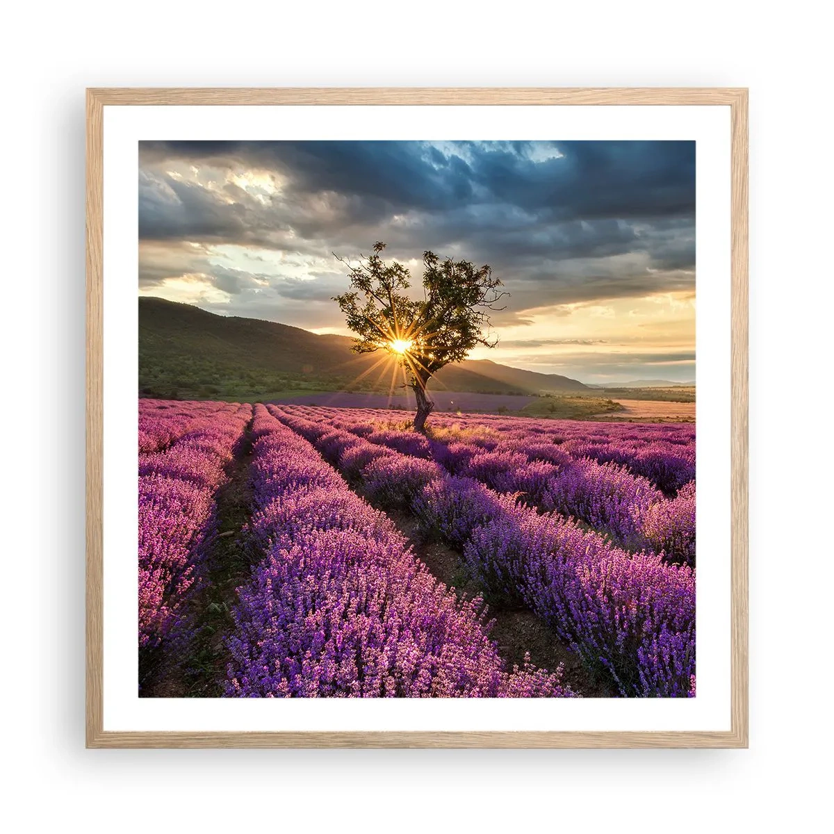Plakat i ramme af lyst egetræ - Lilla aroma - 60x60 cm