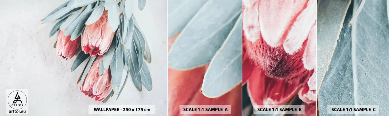 Fototapet Prøve Standard Eco - Skammer sig over deres egen skønhed - Blomst, Royal Protea, Afrika - 100x30 cm