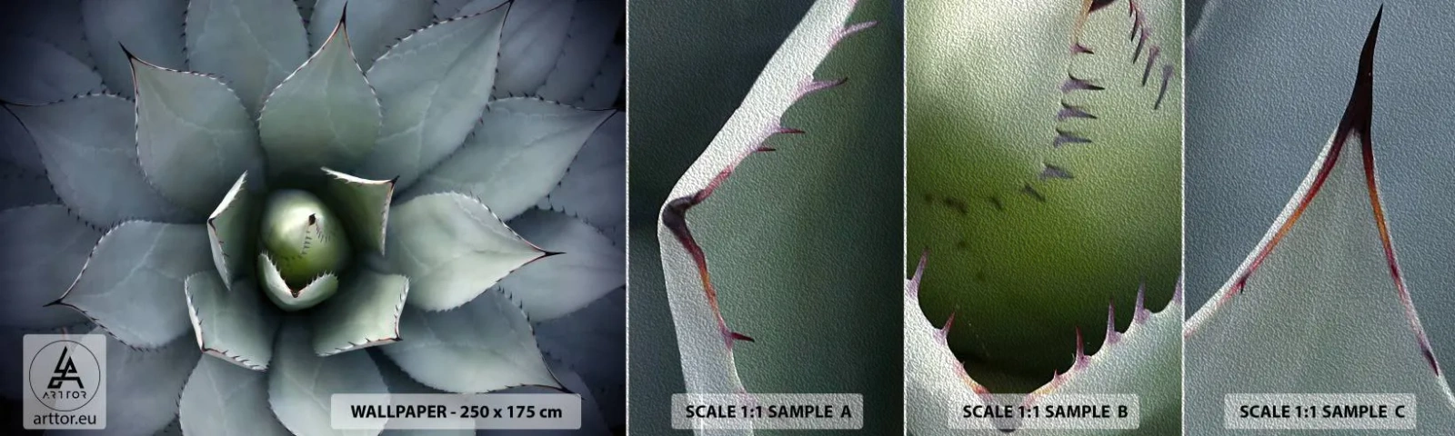 Prøve Fototapet Premium Sand - Lokkemad og advarsler - Agave blomst, Agave, Eksotisme - 100x30 cm