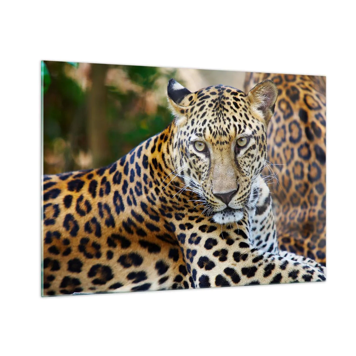 Billede på glas - Vild og rolig - 100x70 cm