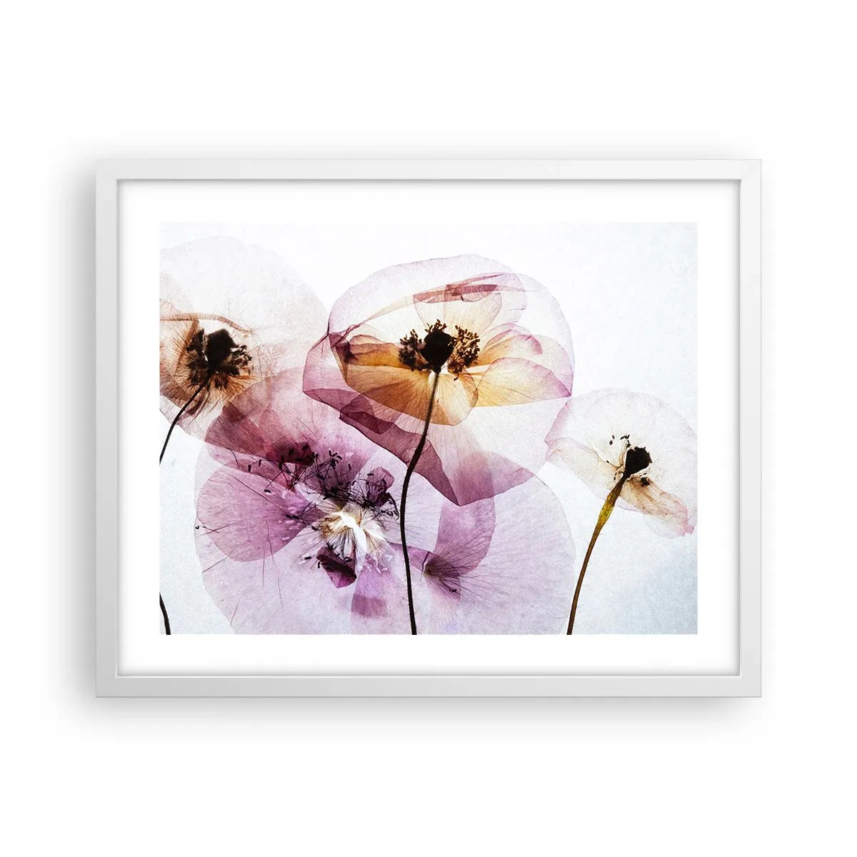 Plakat i hvid ramme - Blomsterlegeme dias - 50x40 cm