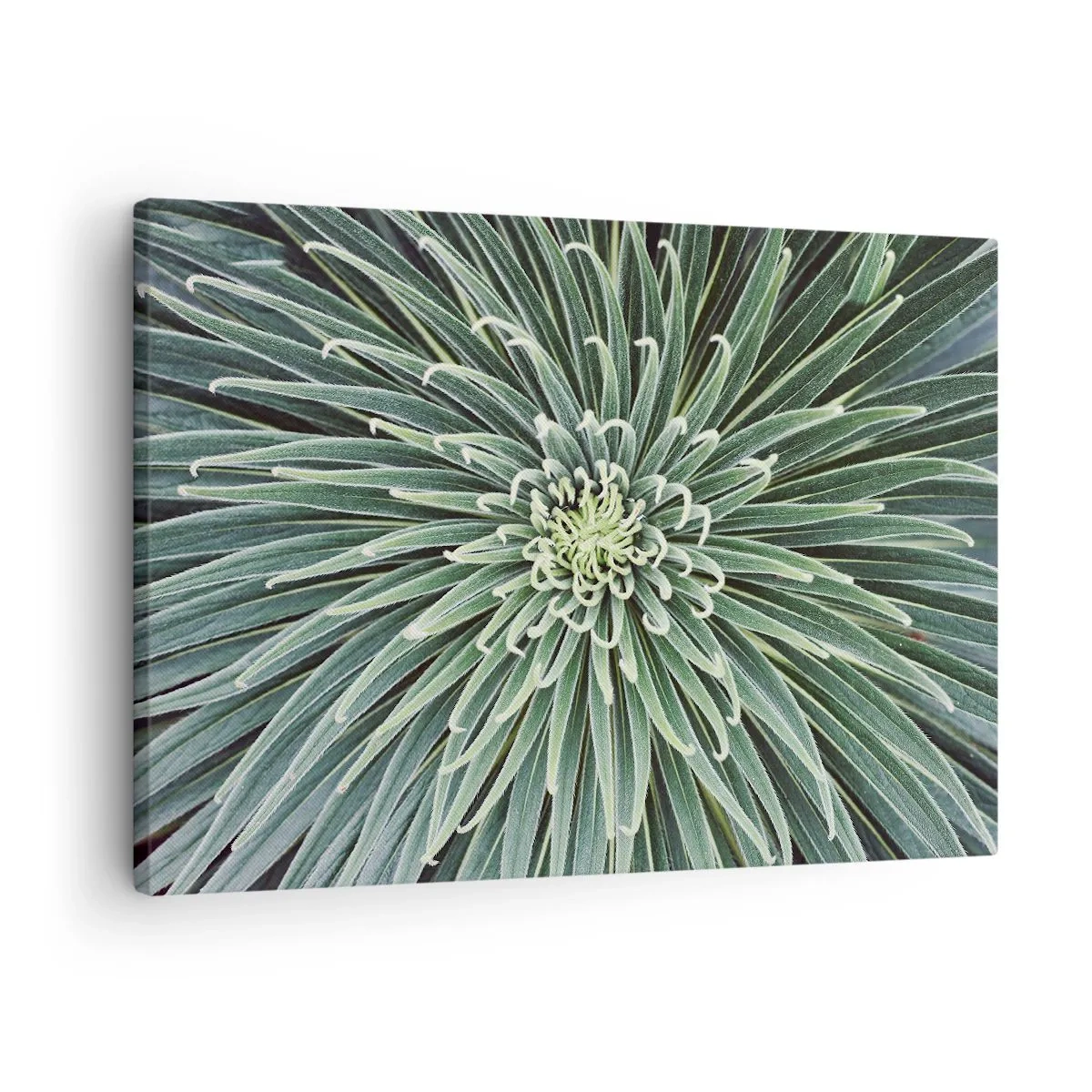 Lærredstryk - Billede på lærred - Symmetrisk arrangement af grønne blade, der ligner en stjerne - 70x50cm - En stjernes fødsel - Moderne vægdekoration til stue og soveværelse ARTTOR