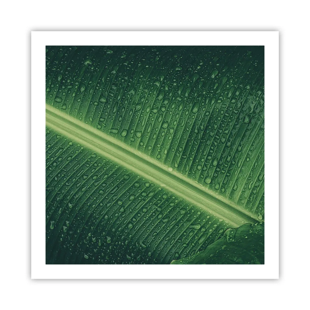 Plakat - Grøn struktur - 60x60 cm