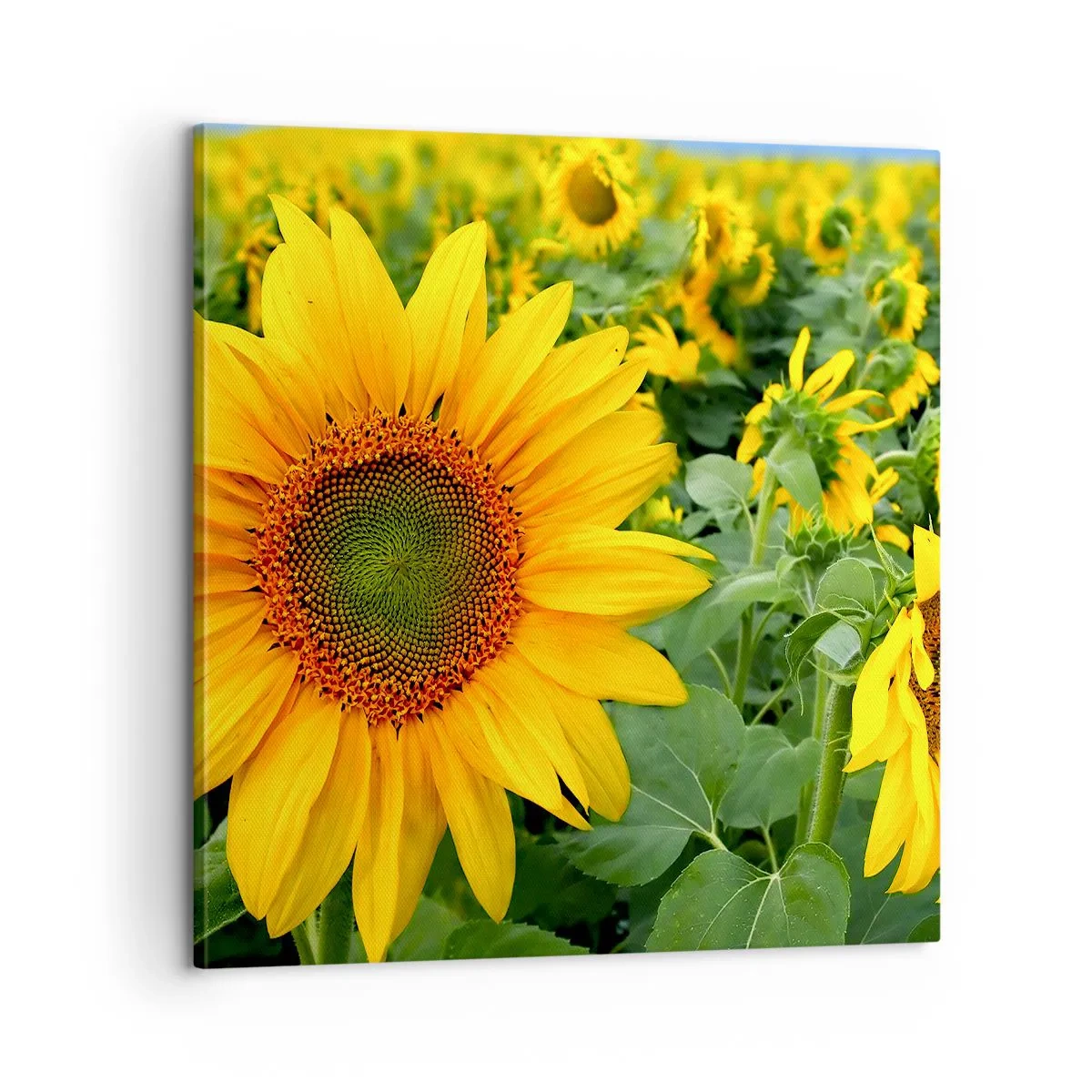 Lærredstryk - Billede på lærred - Hundredvis af sole blussede op - 60x60 cm