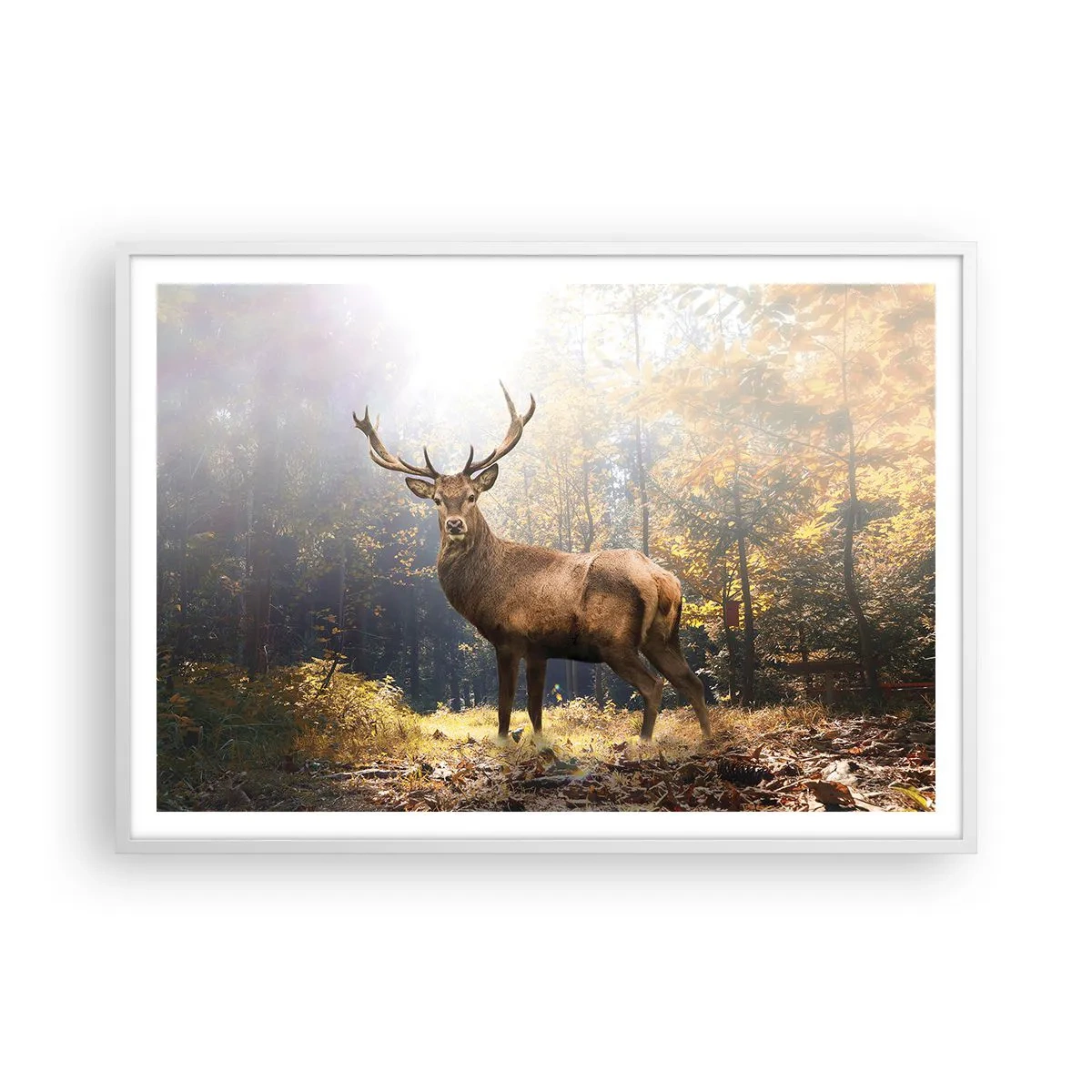 Plakat i hvid ramme - I fuld majestæt - 100x70 cm